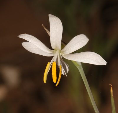 Hesperantha bachmannii, photographed by Brian du Preez
