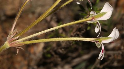 Pelargonium pulchellum, photographed by Brian du Preez