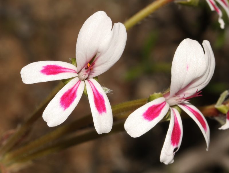 Pelargonium pulchellum, photographed by Brian du Preez