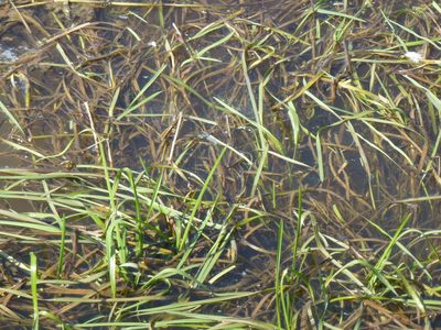 Glyceria fluitans, photographed by Susan Marley