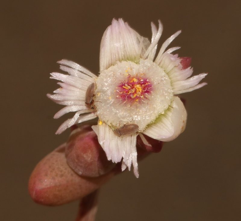Stoeberia beetzii, photographed by Brian du Preez