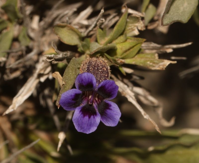 Aptosimum viscosum, photographed by Brian du Preez