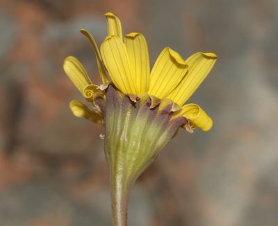 Crassothonna clavifolia, photographed by Brian du Preez