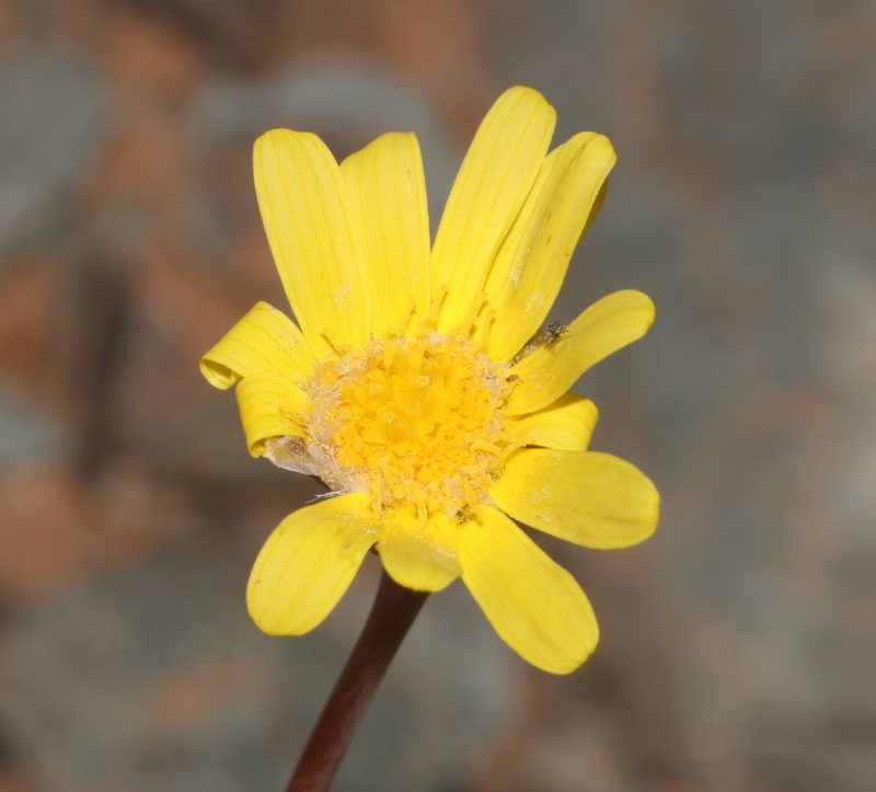 Crassothonna clavifolia, photographed by Brian du Preez