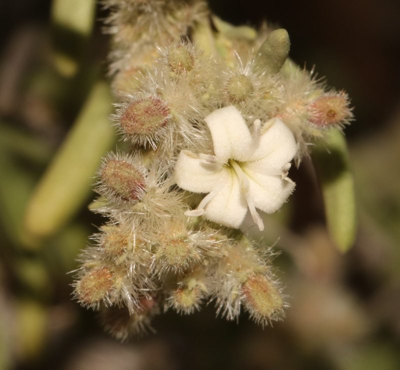 Plocama crocyllis, photographed by Brian du Preez