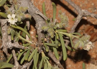 Plocama crocyllis, photographed by Brian du Preez