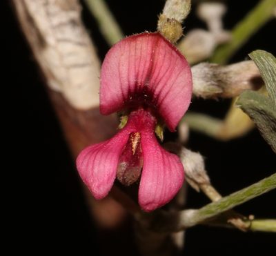 Indigofera pungens, photographed by Brian du Preez