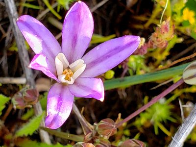 Brodiaea nana, photographed by Mary K. Hanson