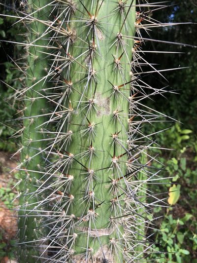 Harrisia fernowii, photographed by eric_wilmot