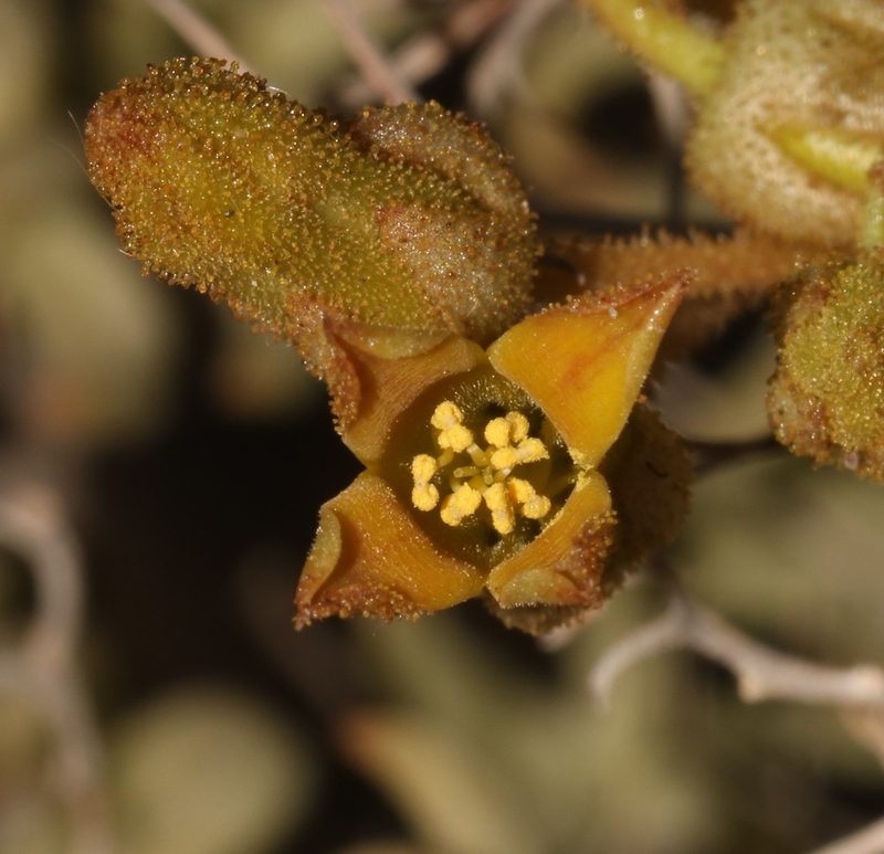 Tylecodon hallii, photographed by Brian du Preez