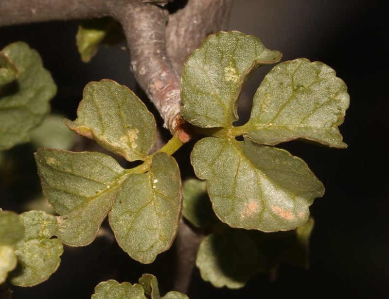 Commiphora capensis, photographed by Brian du Preez