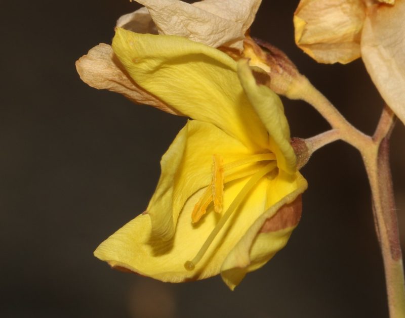 Menodora juncea, photographed by Brian du Preez