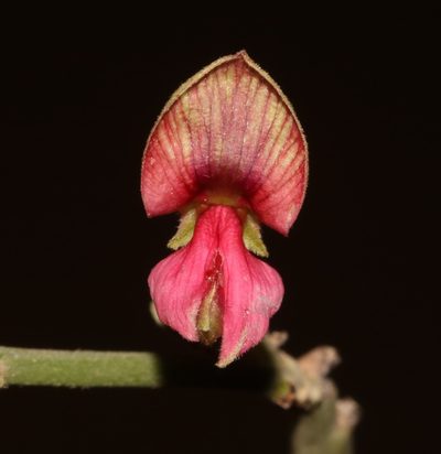 Indigofera nudicaulis, photographed by Brian du Preez
