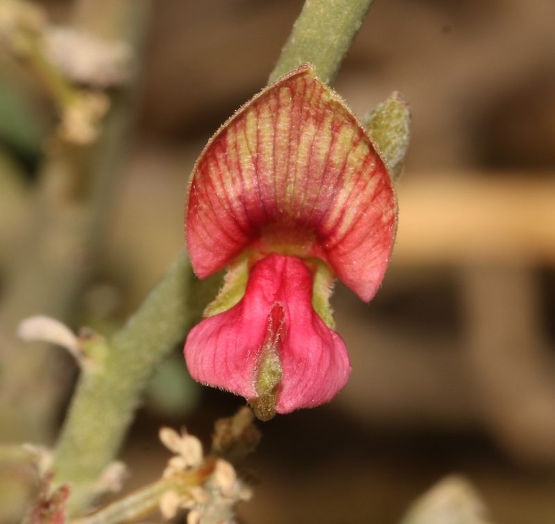 Indigofera nudicaulis, photographed by Brian du Preez