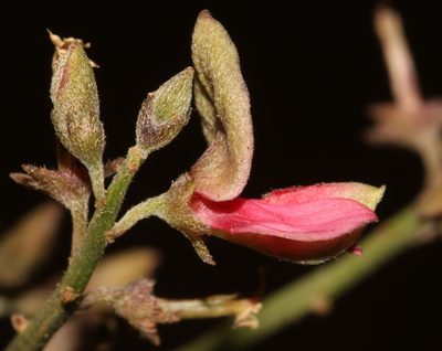 Indigofera nudicaulis, photographed by Brian du Preez