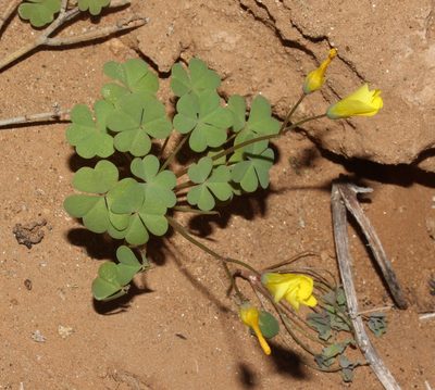 Oxalis copiosa, photographed by Brian du Preez