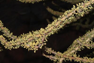 Portulacaria namaquensis, photographed by Brian du Preez
