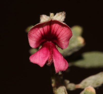 Indigofera pungens, photographed by Brian du Preez