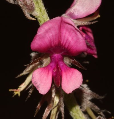 Indigofera auricoma, photographed by Brian du Preez