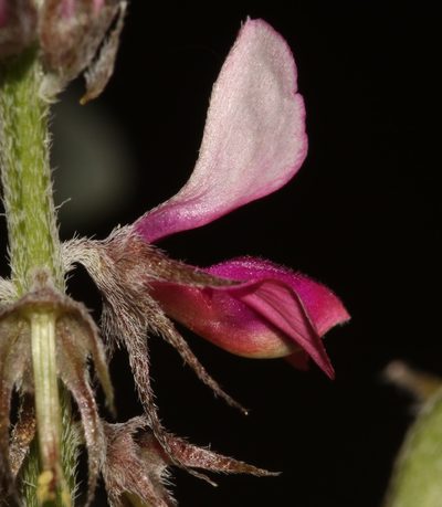 Indigofera auricoma, photographed by Brian du Preez