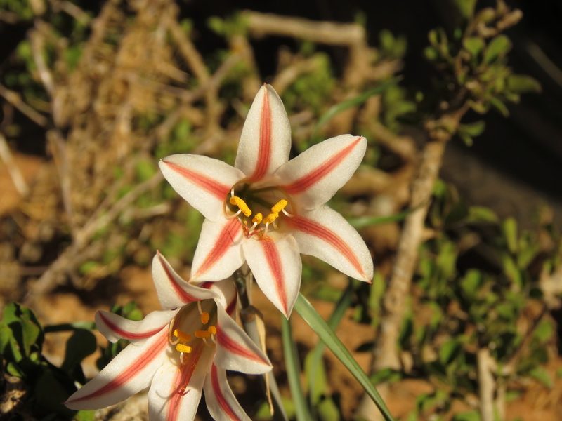 Cyrtanthus smithiae, photographed by Christiaan Viljoen