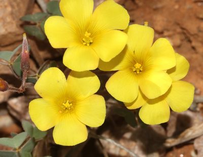 Oxalis copiosa, photographed by Brian du Preez