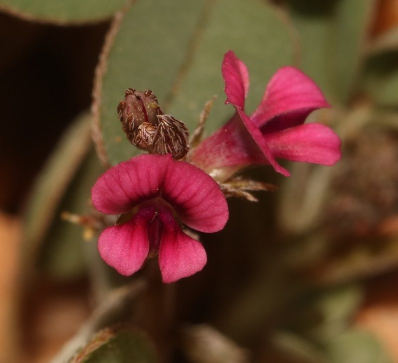Indigofera barkeri, photographed by Brian du Preez