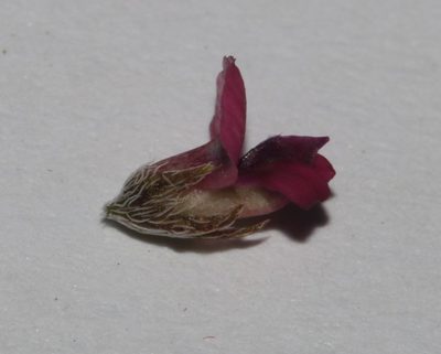 Indigofera barkeri, photographed by Brian du Preez