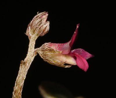 Indigofera barkeri, photographed by Brian du Preez