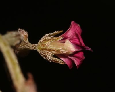 Indigofera barkeri, photographed by Brian du Preez