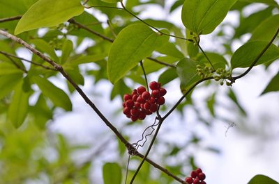 Smilax walteri, photographed by Jody Shugart