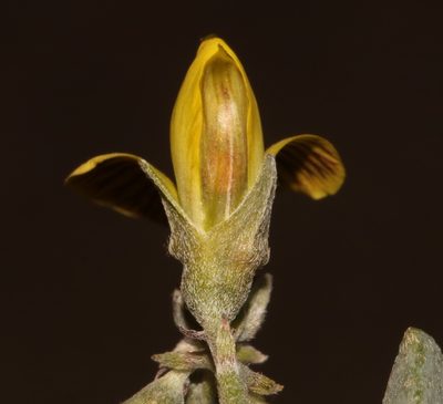 Crotalaria pearsonii, photographed by Brian du Preez