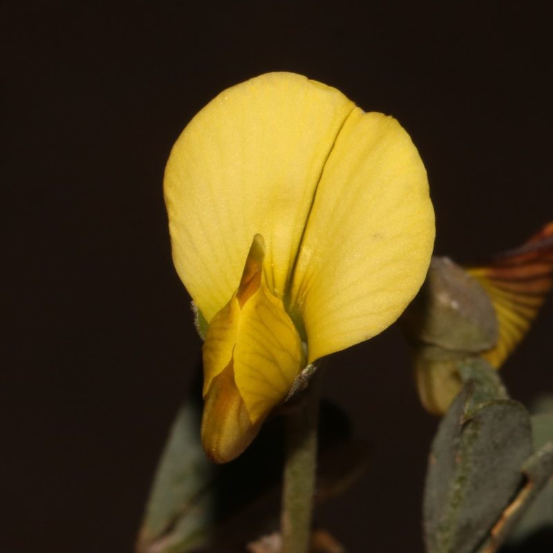 Crotalaria pearsonii, photographed by Brian du Preez