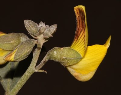 Crotalaria pearsonii, photographed by Brian du Preez