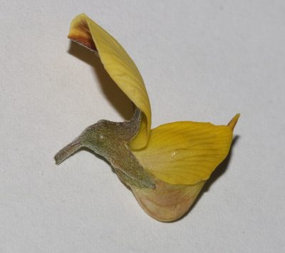 Crotalaria pearsonii, photographed by Brian du Preez