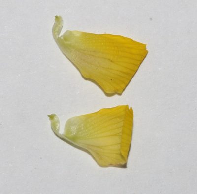 Crotalaria pearsonii, photographed by Brian du Preez