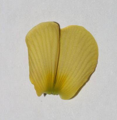 Crotalaria pearsonii, photographed by Brian du Preez