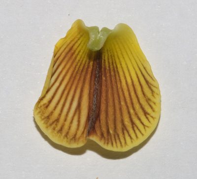 Crotalaria pearsonii, photographed by Brian du Preez