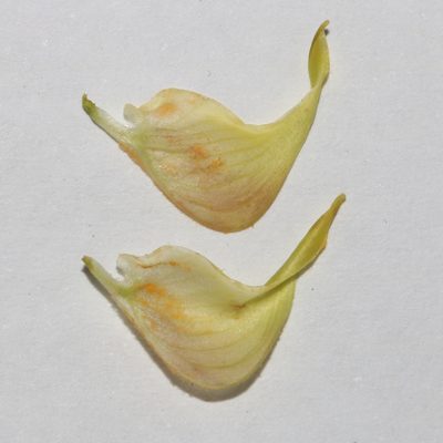 Crotalaria pearsonii, photographed by Brian du Preez