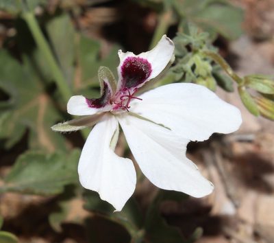 Pelargonium tenuicaule, photographed by Brian du Preez