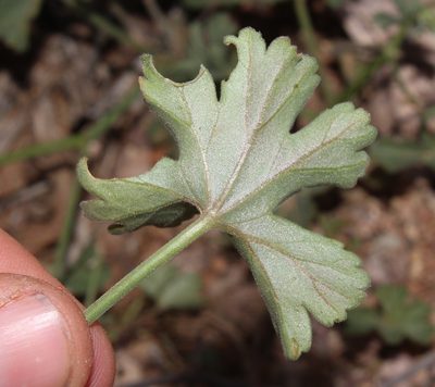 Pelargonium tenuicaule, photographed by Brian du Preez