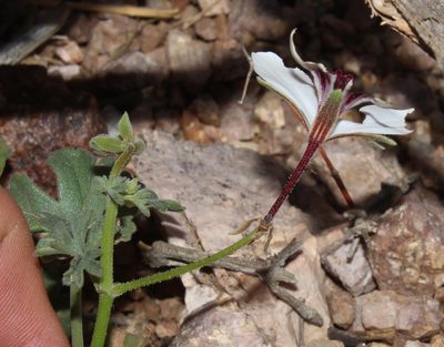 Pelargonium tenuicaule, photographed by Brian du Preez