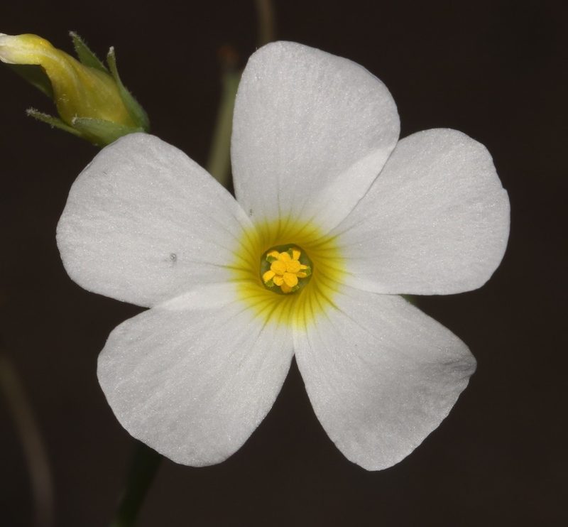 Oxalis fenestrata, photographed by Brian du Preez