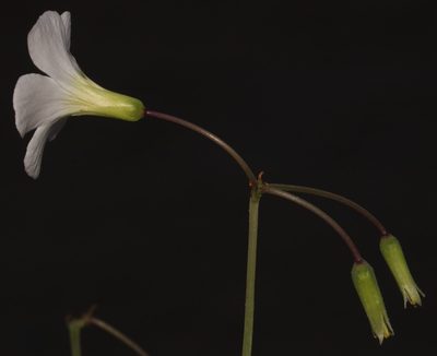 Oxalis fenestrata, photographed by Brian du Preez