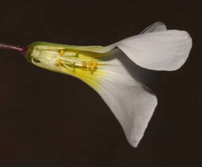 Oxalis fenestrata, photographed by Brian du Preez