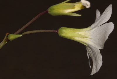 Oxalis fenestrata, photographed by Brian du Preez