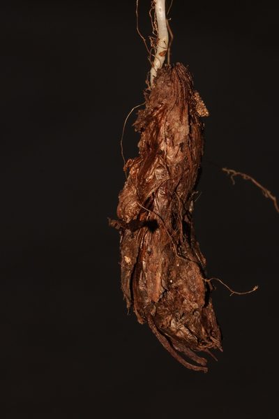 Oxalis fenestrata, photographed by Brian du Preez
