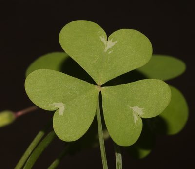 Oxalis fenestrata, photographed by Brian du Preez
