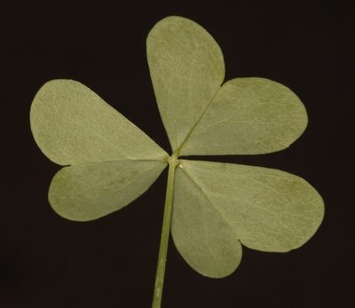 Oxalis fenestrata, photographed by Brian du Preez