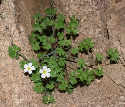 Oxalis fenestrata, photographed by Brian du Preez